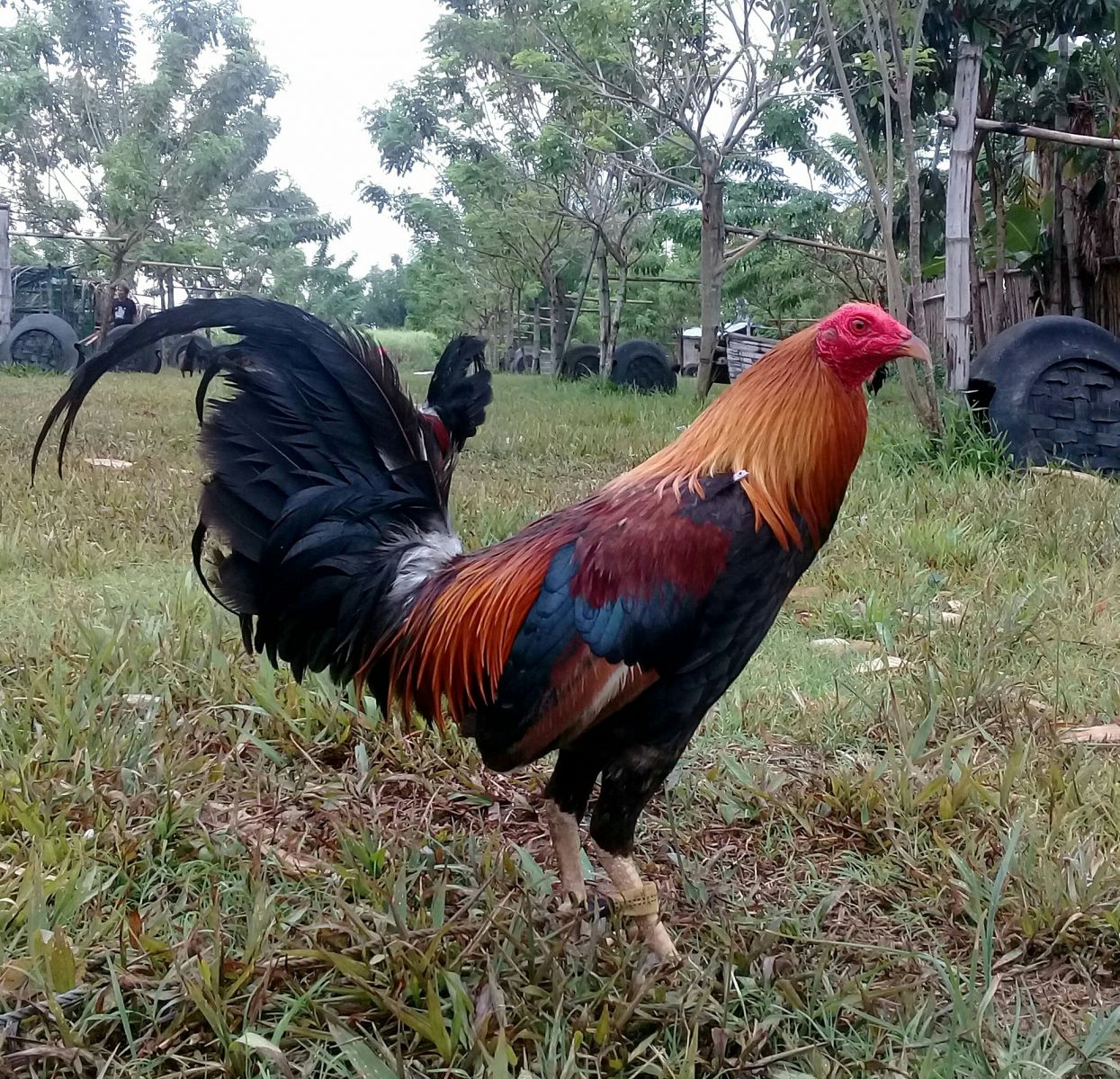 Gà mỹ Kelso