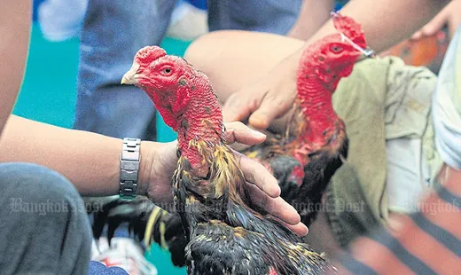 Lịch huấn luyện chi tiết theo tuần dành cho gà đòn, gà cựa chuẩn bị thi đấu giúp gà sung, lì đòn và ít bệnh tật.