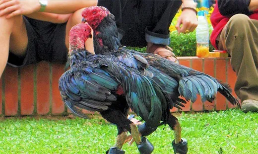 Lịch huấn luyện chi tiết theo tuần dành cho gà đòn, gà cựa chuẩn bị thi đấu giúp gà sung, lì đòn và ít bệnh tật.