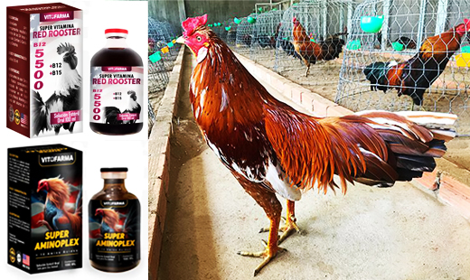 Những loại thuốc nuôi gà đá tốt nhất hiện nay - Hướng dẫn chi tiết