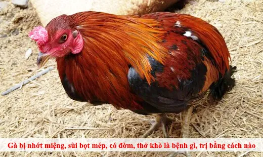 LP. GILLO Gà bị nhớt miệng, sùi bọt mép, có đờm, thở khò là bệnh gì, trị bằng cách nào